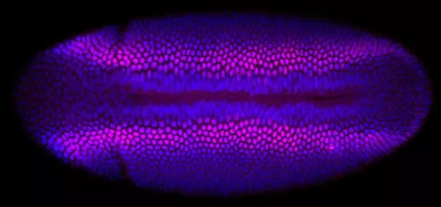 Reconstructing life at its beginning, cell by cell Bild: Reconstructing life at its beginning, cell by cell