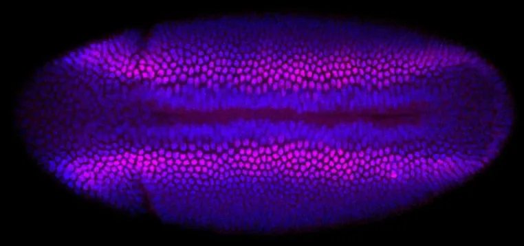 Bild: Reconstructing life at its beginning, cell by cell