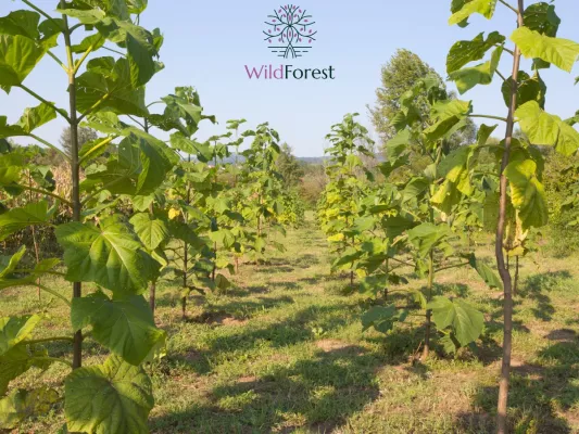 Kiribaum: Der schnellste Baum der Welt ist ein Klimaretter Bild: Kiribaum: Der schnellste Baum der Welt ist ein Klimaretter