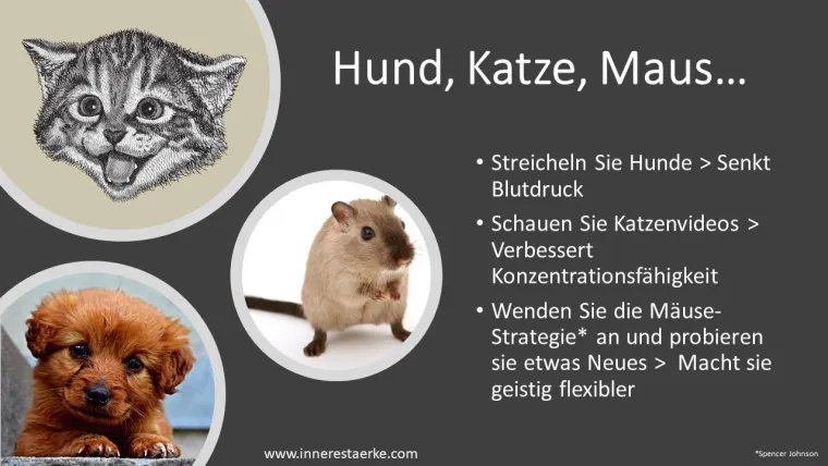 Bild: Hund, Katze, Maus...