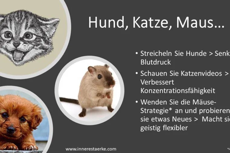 Bild: Hund, Katze, Maus...