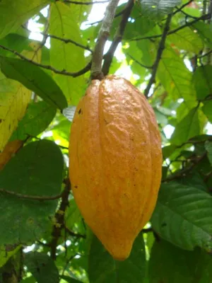 Bild: Edelkakao - Studie belegt hohe Qualität des ForestFinance Bio-Kakaos. CacaoInvest wieder kurzzeitig erwerbbar.