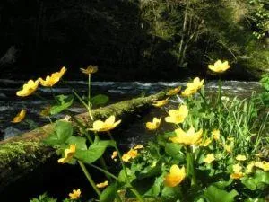 Bild: FSC-Zertifizierung hilft Reichtum der Wälder schützen - Tag der Biodiversität am 22.05.