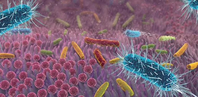 Bild: Omega-3-Fettsäuren verbessern die Darmflora