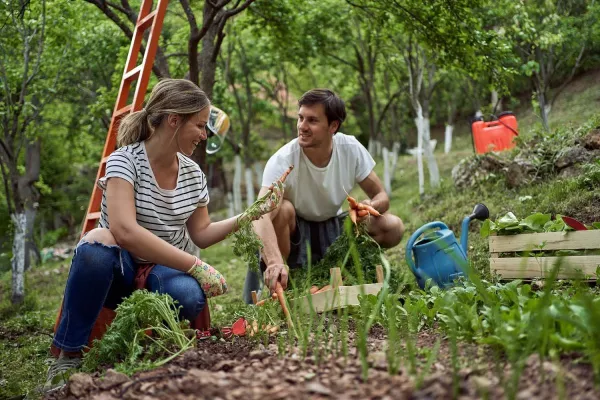 Bild: Umweltfreundliche Gartenpflege: Schafwollpellets als natürlicher Dünger im Frühjahr