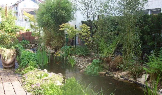 Bild: Sommerzeit Algenzeit in Gartenteichen und Biotopen