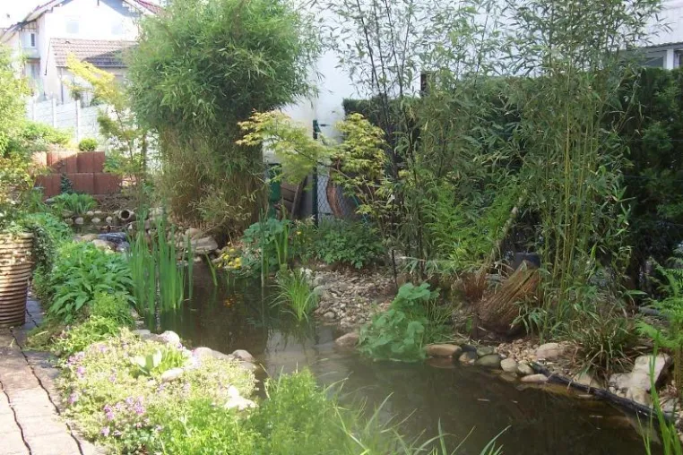 Bild: Sommerzeit Algenzeit in Gartenteichen und Biotopen