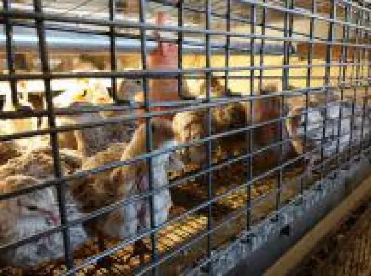 Verdeckte Videoaufnahmen belegen Tierquälerei in deutschen Wachteleier-Betrieben Bild: Verdeckte Videoaufnahmen belegen Tierquälerei in deutschen Wachteleier-Betrieben