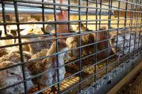 Bild: Verdeckte Videoaufnahmen belegen Tierquälerei in deutschen Wachteleier-Betrieben