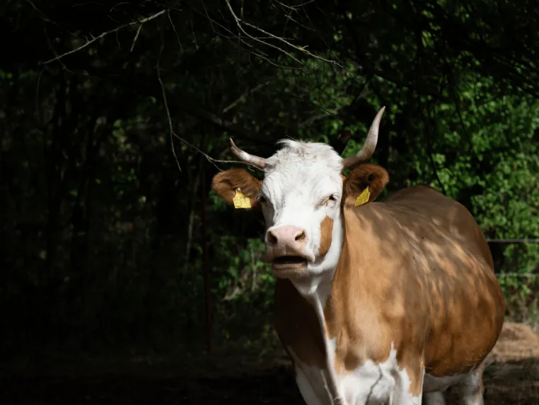 Bild: Bis 7. Oktober: Spenden für Tiere auf fünf Lebenshöfen werden verdoppelt