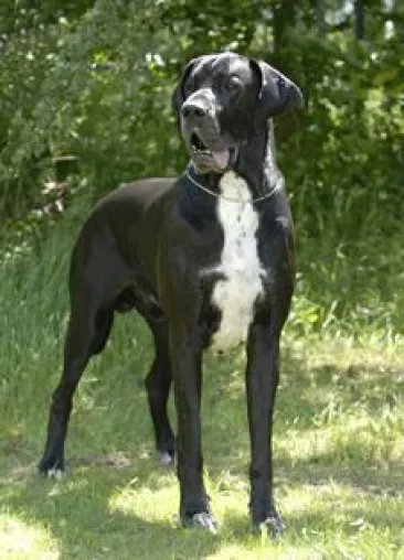 Deutsche Dogge Gaitan vom Polarstern in Hall of Fame der Rassehunde aufgenommen Bild: Deutsche Dogge Gaitan vom Polarstern in Hall of Fame der Rassehunde aufgenommen