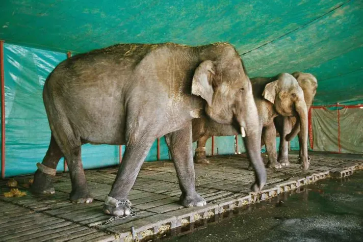 Bild: Zirkustiere und Tierhaltung im Zirkus - Fotos und Bilder unter tierschutzbilder.de