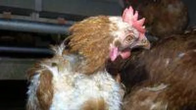 Nach Anzeige: Staatsanwaltschaft Oldenburg ermittelt gegen Bio-Hühnerbetrieb Bild: Nach Anzeige: Staatsanwaltschaft Oldenburg ermittelt gegen Bio-Hühnerbetrieb