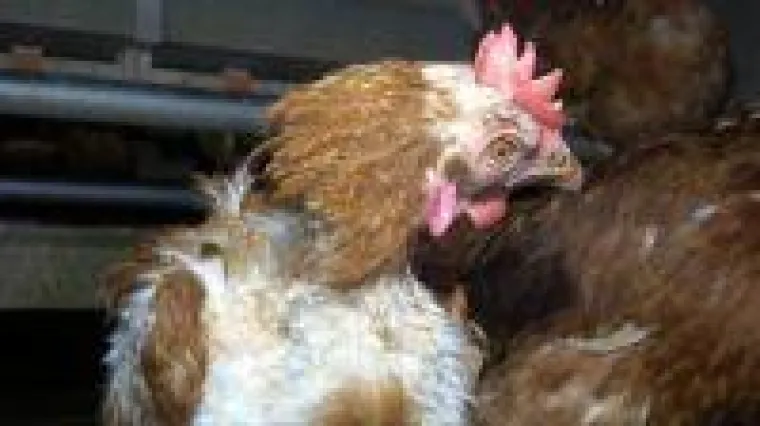 Bild: Nach Anzeige: Staatsanwaltschaft Oldenburg ermittelt gegen Bio-Hühnerbetrieb