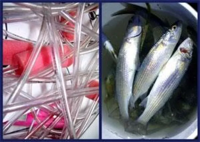 Bild: Anne Doris Borgsen – Brigitte Fuhrmann-Mau Malerei, Installation, Fotografie