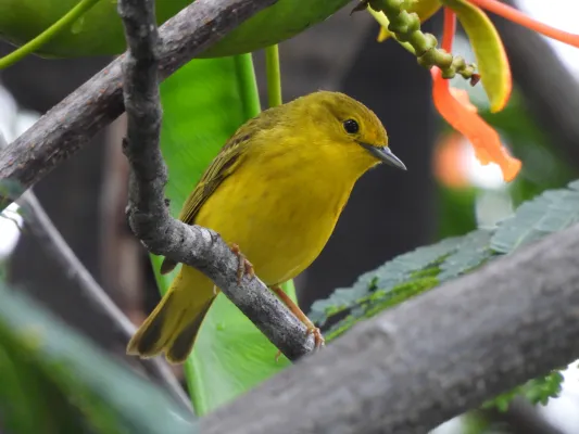 Bild: Galápagos-Goldwaldsänger: Gesänge von Männchen und Weibchen haben unterschiedliche Funktionen