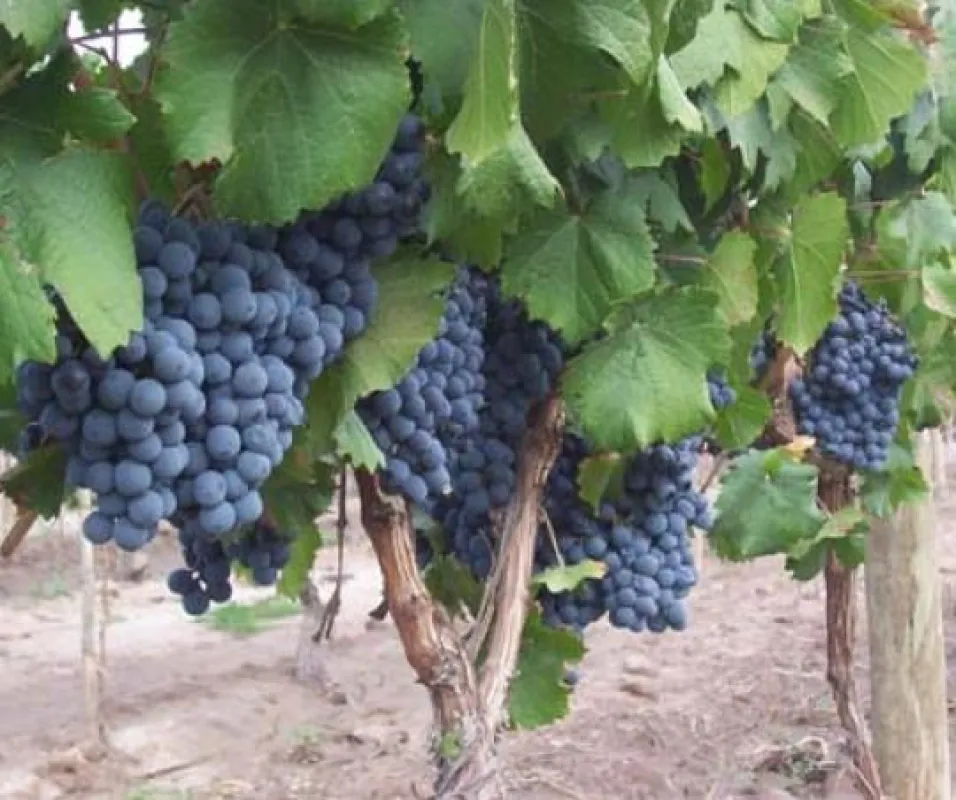Weinanbaugebiet Argentinien - besonders in Mendoza trifft die Traube \'Malbec\' auf ideale Bedingungen.