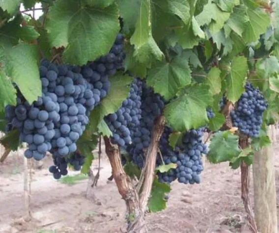 Bodega Enrique Foster - rein auf Malbec spezialisiert Bild: Bodega Enrique Foster - rein auf Malbec spezialisiert