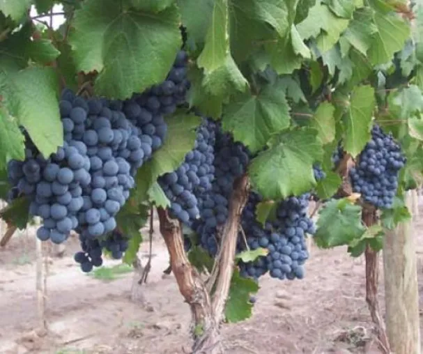 Bild: Bodega Enrique Foster - rein auf Malbec spezialisiert
