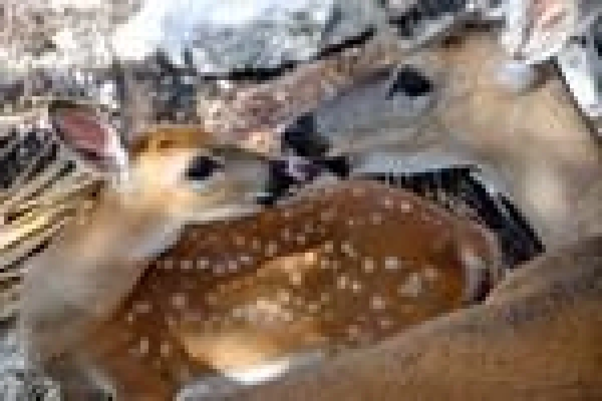 Reh und Kitz (c) United States Fish and Wildlife Service
