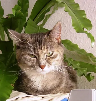 Bild: Bad Herrenalb - Gründungsstammtisch für Catsitting am 21.10.2009