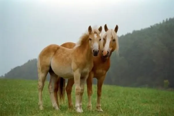 Warum ist eine Ponyhaftpflicht sinnvoll? Bild: Warum ist eine Ponyhaftpflicht sinnvoll?