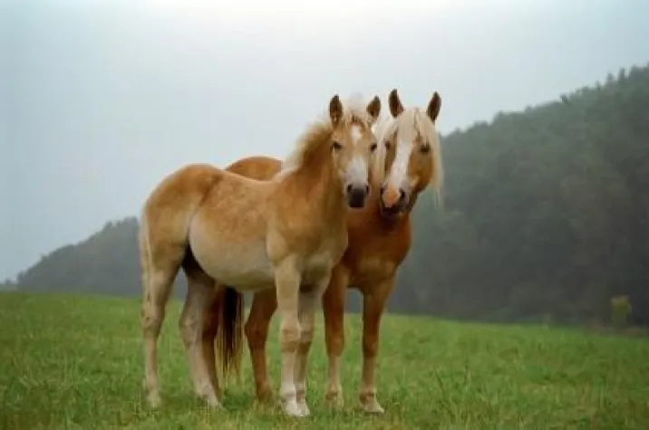 Bild: Warum ist eine Ponyhaftpflicht sinnvoll?