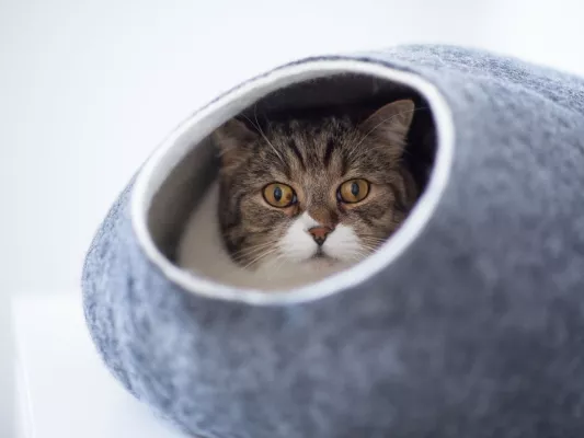 Bild: Katzenhöhlen sind wichtig für deine Katze
