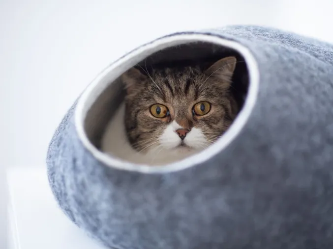 Katzenhöhlen sind wichtig für deine Katze Bild: Katzenhöhlen sind wichtig für deine Katze