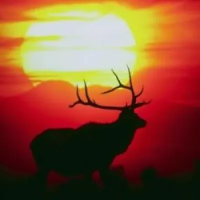 Bild: Jungjägerausbildung bei Jagdhof Weber - nächster Kursbeginn 23. November 2010