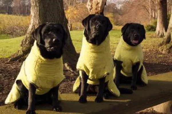 Bild: Nasse Hunde schnell abtrocknen - mit Hundemantel aus Dänemark