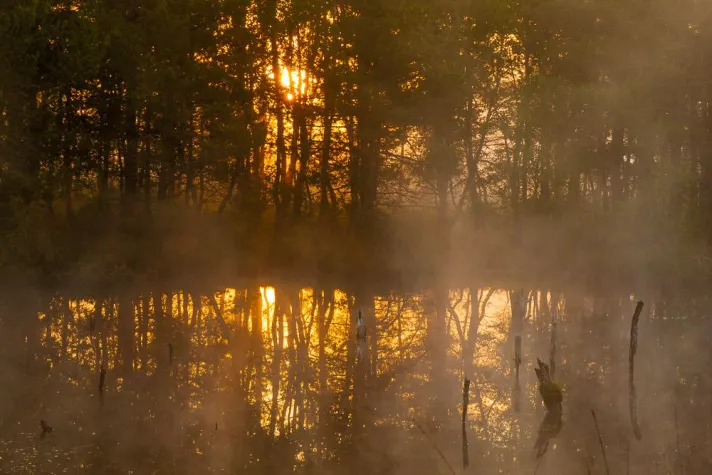 Naturfotografie im Moor - Fototour im Pietzmoor in der Lüneburger Heide Bild: Naturfotografie im Moor - Fototour im Pietzmoor in der Lüneburger Heide