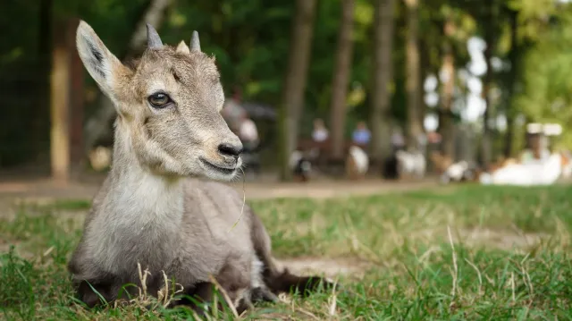 Bild: Vater über Nacht im Wildpark Schwarze Berge