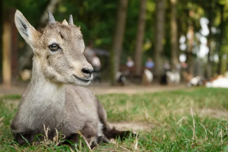 Bild: Vater über Nacht im Wildpark Schwarze Berge