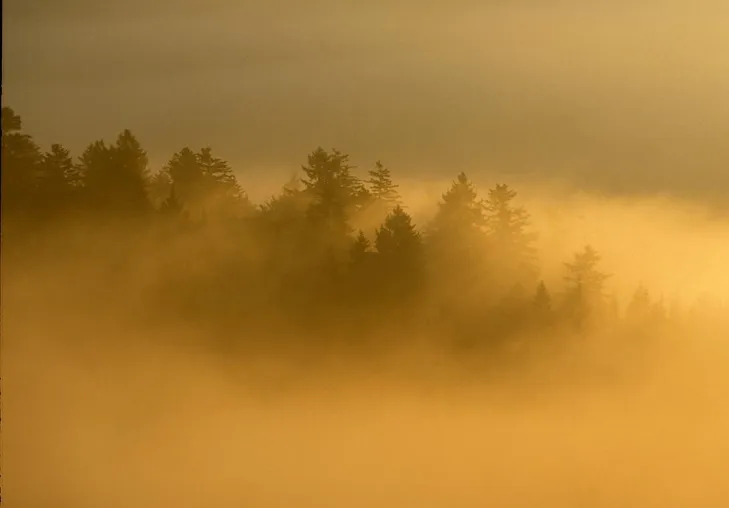 Bild: Neuer Film über den Nationalpark Bayerischer Wald