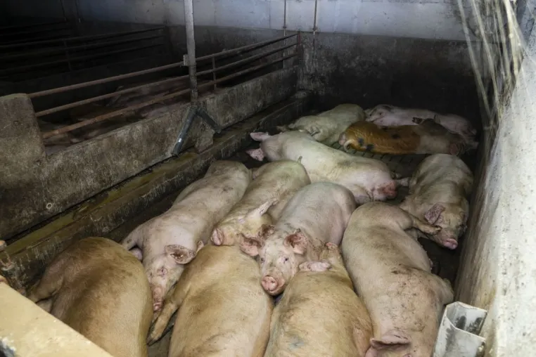 Bild: Stellvertretender Bürgermeister von Merzen und CDU-Mitglied in Schweinemast-Skandal involviert 
