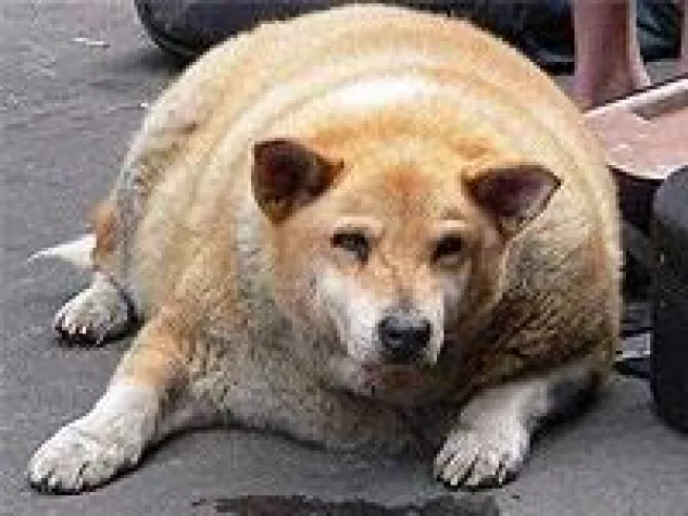 Bild: Das ist doch ein „dicker Hund“