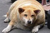 Bild: Das ist doch ein „dicker Hund“