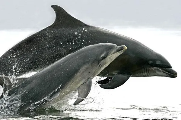 Bild: Tauch-Weltrekordversuch: Achim Schlöffel übernimmt Projektpatenschaft zum Schutz der Delfine in der Nordsee