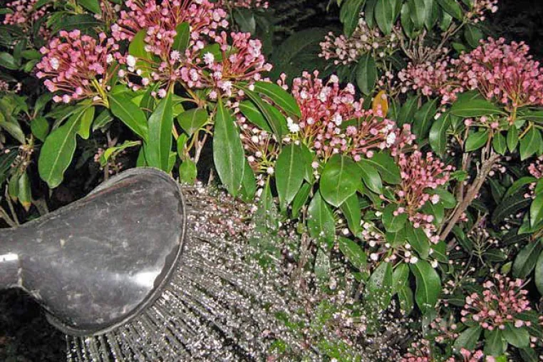 Wasser sparen durch richtiges Gießen - Die sieben „goldenen Regeln" der Gartenbewässerung Bild: Wasser sparen durch richtiges Gießen - Die sieben „goldenen Regeln" der Gartenbewässerung
