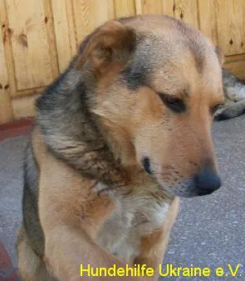 Bild: Die Hundehilfe Ukraine e.V. bittet: Vergesst sie nicht