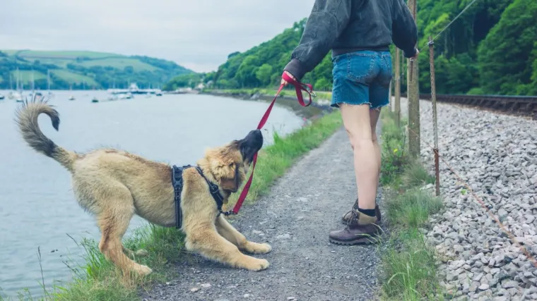 Bild: Hilfreiches Online-Training gegen Leinenaggression