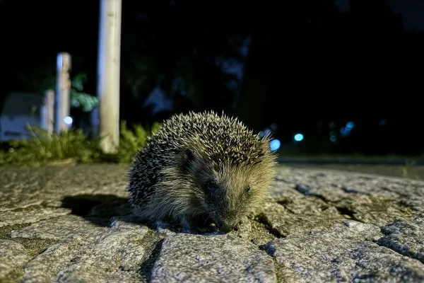 Bild: Quizze zu Igel, Zitronenfalter und Co. – Leibniz-IZW startet Forschungsprojekt zum Wissen über heimische Tierarten