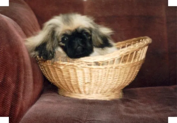 Bild: Tipps für Hunde und Katzen bei Gewitter