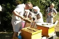 Bild: Bee a hero - Abstimmen und spenden für das Projekt "Be(e) in contact" der Naturschutzjugend (NAJU) im NABU