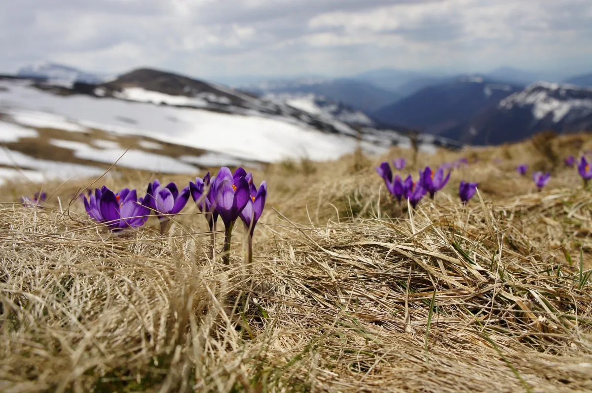 (© Bild von Free-Photos auf Pixabay)