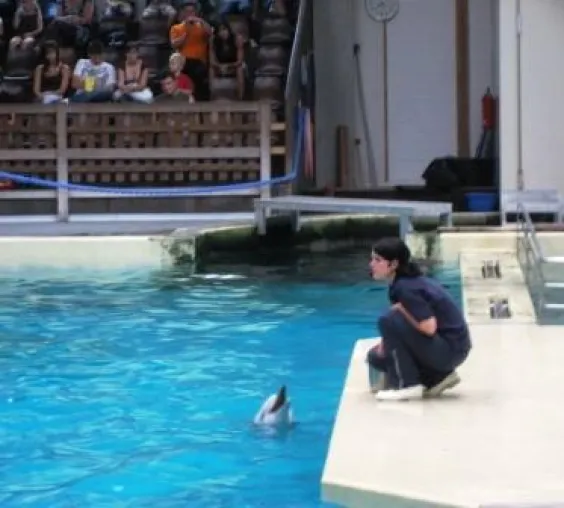 Bild: „Delfin Paco hat sich zu Tode getrauert“ - Delfinschützer fordern Schließung des Münsteraner Delfinariums