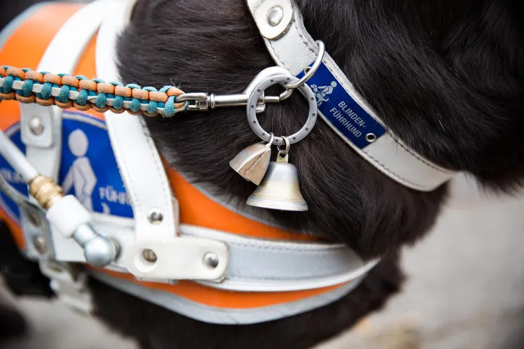 Bild: Der 29. Januar 2020 ist der Internationale Tag des Blindenfuhrhundes.