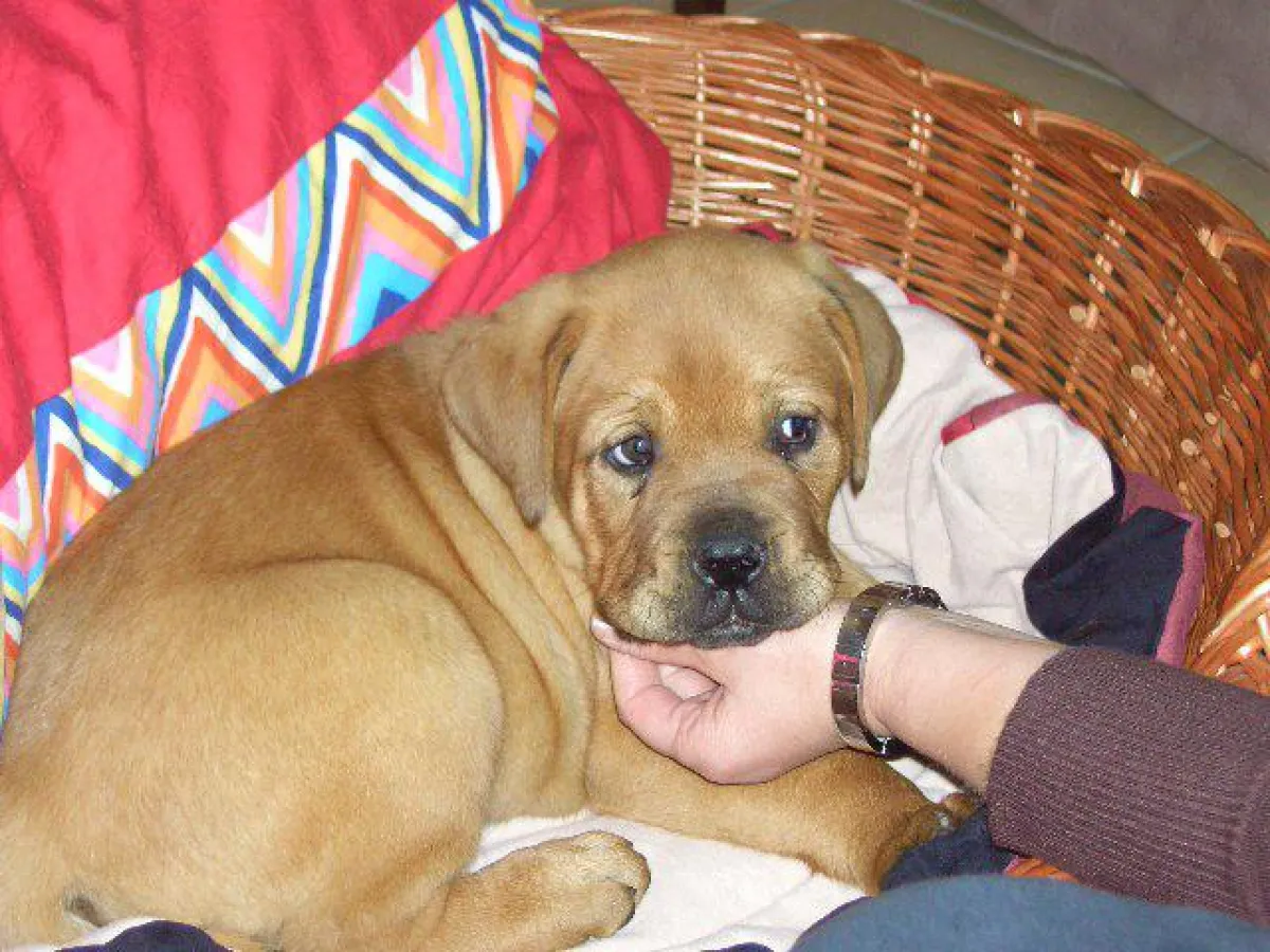In der ersten Zeit benötigen Welpen viel Zuwendung . (Bildquelle: AGILA Haustierversicherung AG)