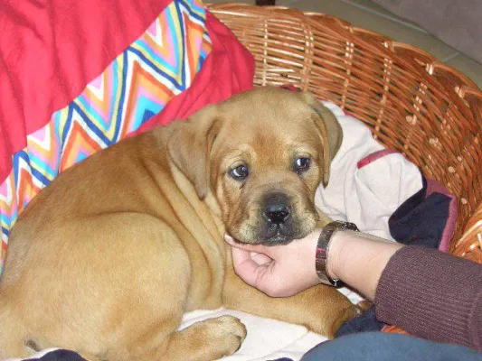 Bild: Hurra, wir bekommen einen Welpen